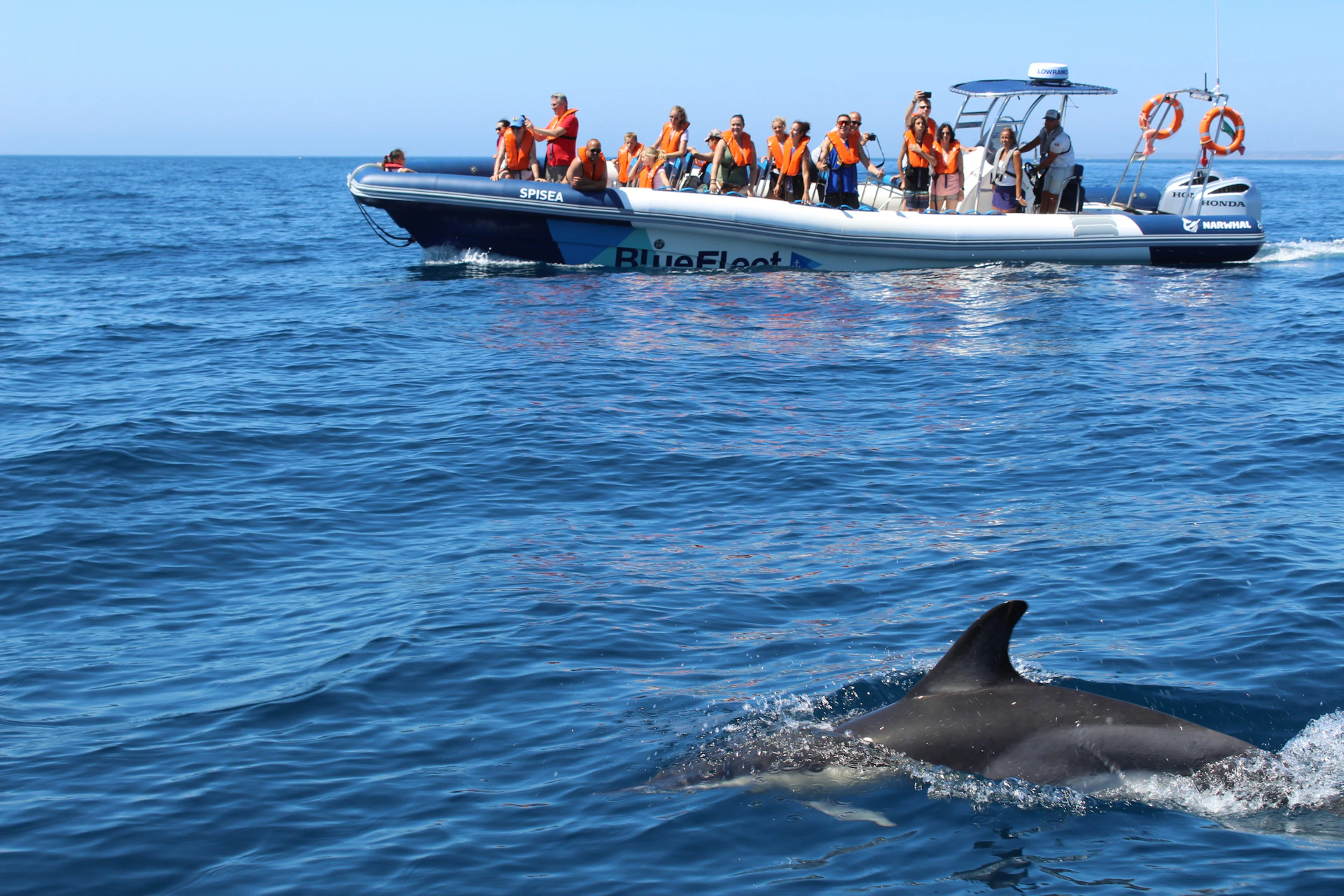 Common Dolphin