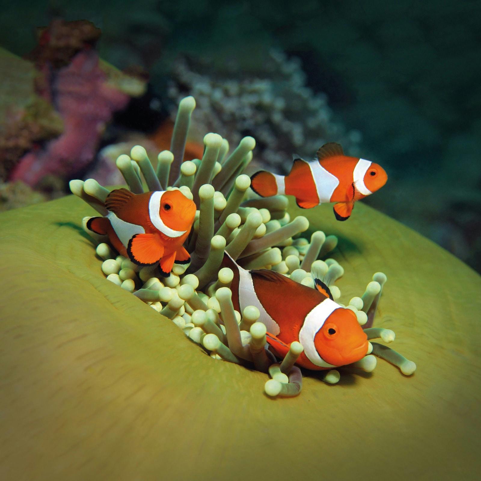 Three clownfish swim among the tentacles of a sea anemone in an underwater scene.
