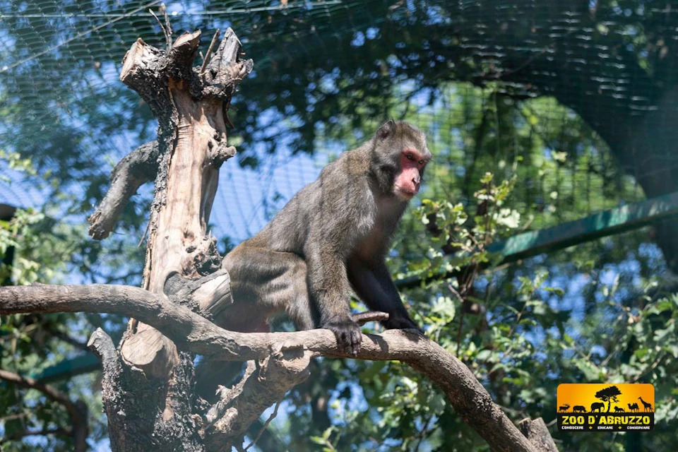 A monkey sitting on a tree branch in an enclosure with foliage and a netted background.