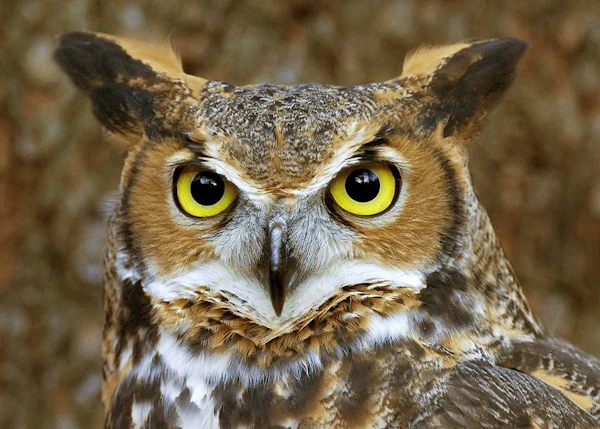 Kaapstad World of Birds Wildlife Sanctuary & Monkey Park tickets