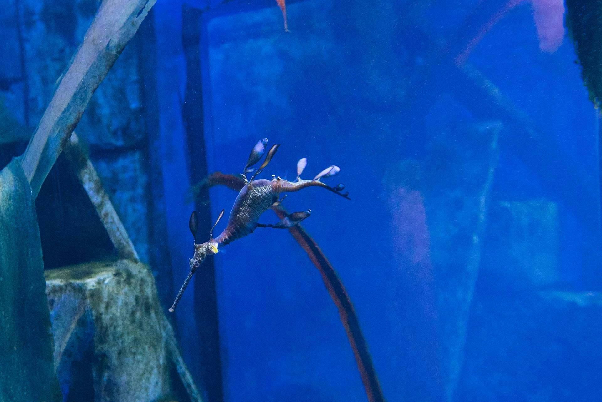 Ένας θαλάσσιος δράκος κολυμπά σε ένα ενυδρείο με μπλε φωτισμό με βράχια και υδρόβια φυτά στο παρασκήνιο.