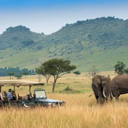 Cape Town: Full-Day Guided Safari + Roundtrip Transfer + Lunch 2