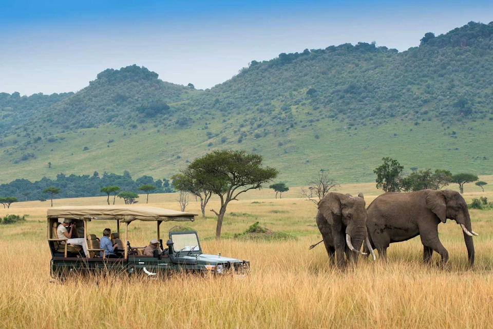 Elephants