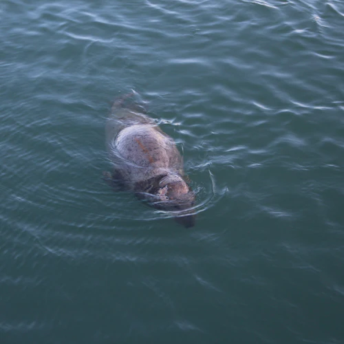 Dublin Coastal Craft Beer and Seafood Trail: Guided Tour - Photo 9