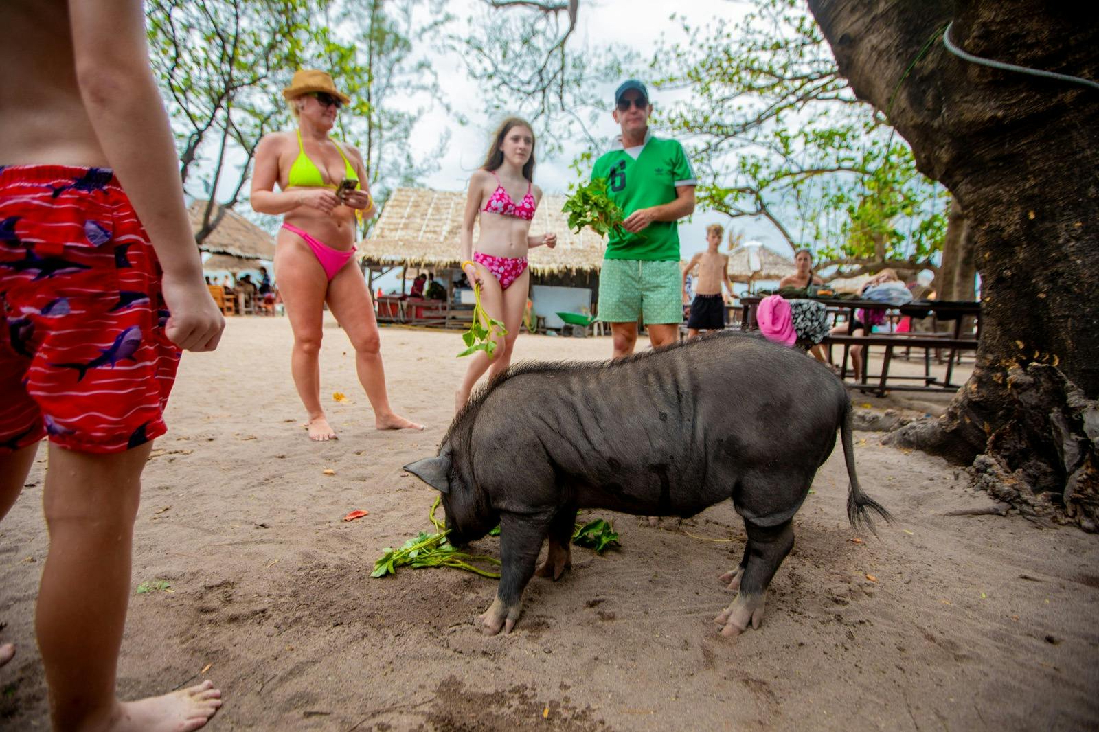 Tan & Pig Islands: Guided Speedboat Tour from Koh Samui + Pink Dolphin Spotting