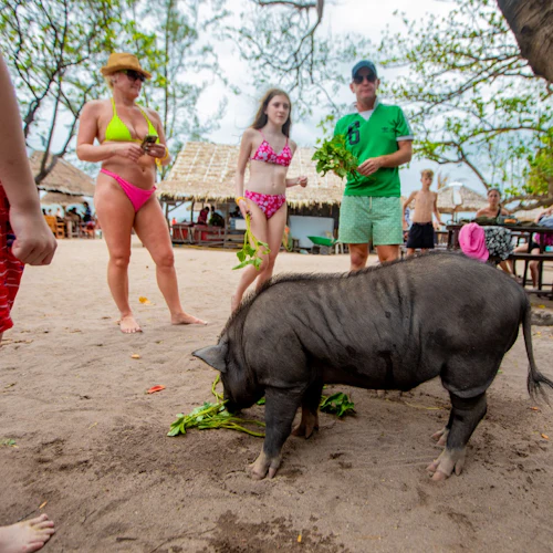 Tan & Pig Islands: Guided Speedboat Tour from Koh Samui + Pink Dolphin Spotting - Photo 10