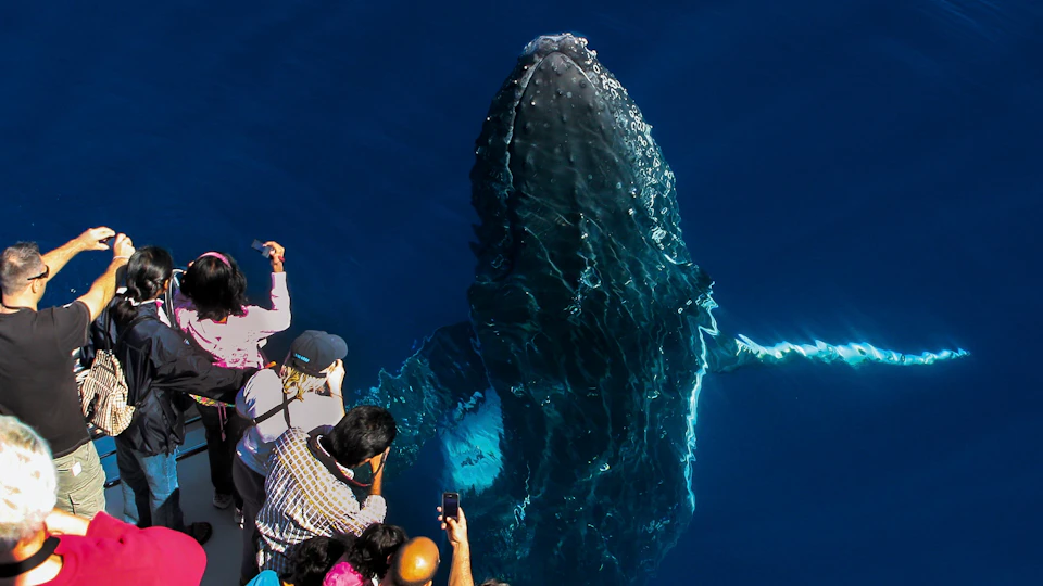 A group of people taking photos of a humpback whale surfacing in clear blue water.