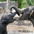 Młode, bawiące się słonie
