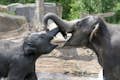 Jóvenes elefantes jugando