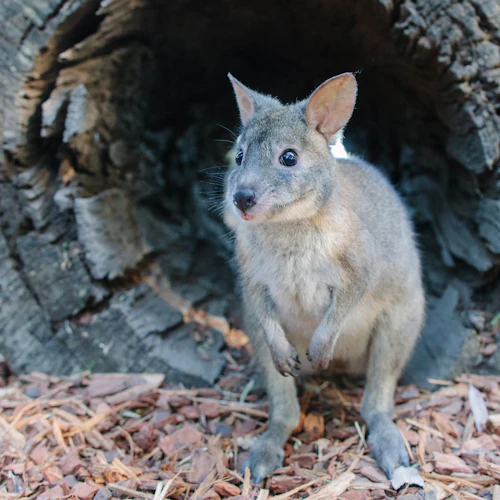 Featherdale Sydney Wildlife Park: Entry Ticket