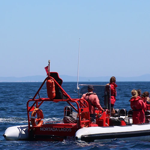 Algarve: Guided Dolphin Watching Tour from Lagos - Photo 7