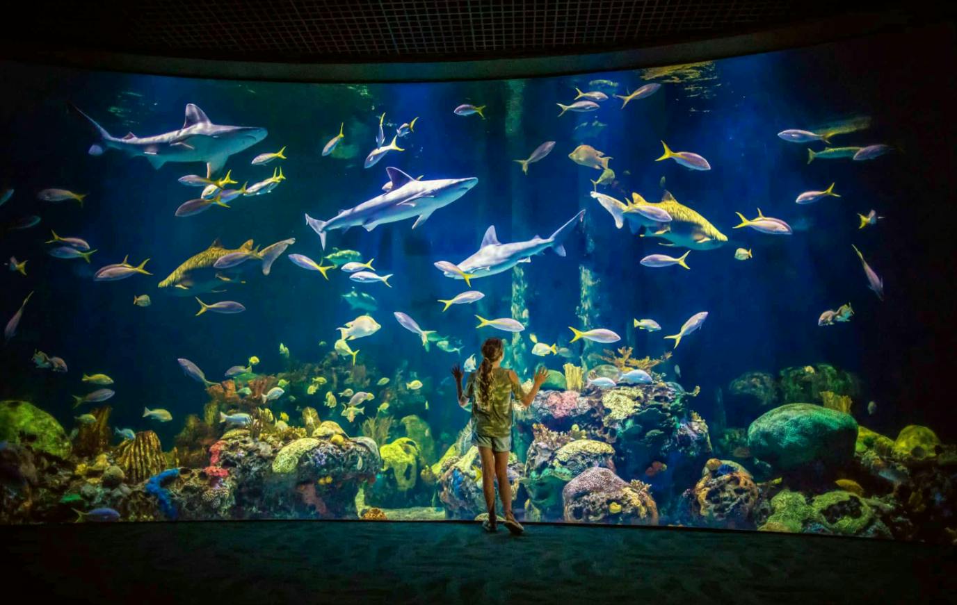 Une personne se tient devant un grand aquarium où nagent des requins, des poissons multicolores et où se déploie un décor de récif corallien.