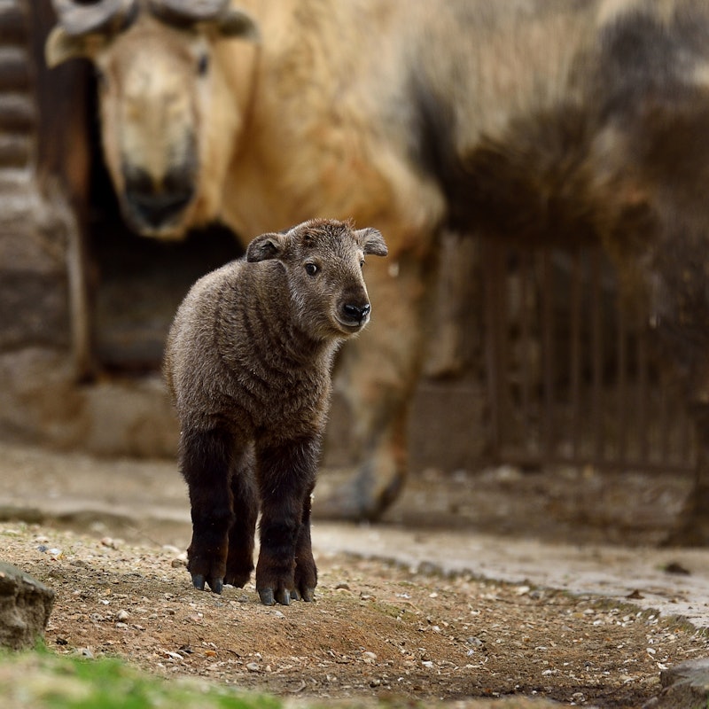 メナジェリー デュ ジャルダン デ プラント 植物園内の小動物園 のチケットーパリ Tiqets Com メナジェリー デュ ジャルダン デ プラント 植物園内の小動物園 のチケットーパリ Tiqets Com