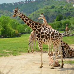 Flera giraffer på ett gräsbevuxet fält; en står, en sitter och andra betar, med en bakgrund av träd och hus på sluttningar.