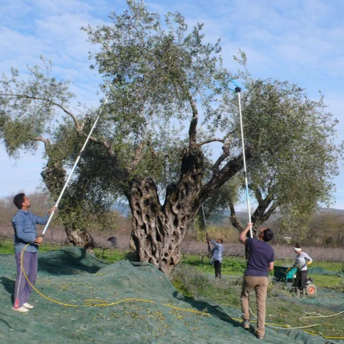 Corfu: Winery Tour + Wine & Olive Tasting - Photo 24