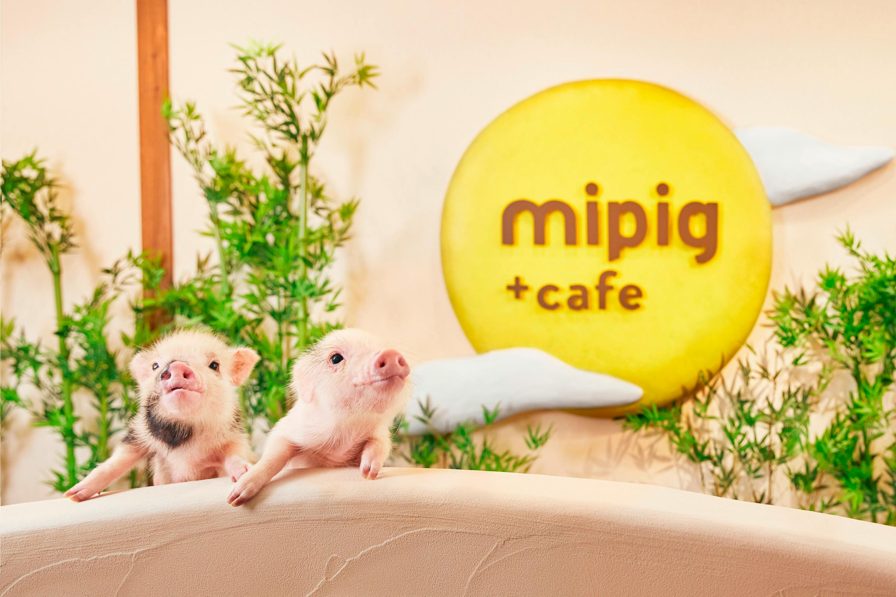 Osaka: 1-Hour Micro Pig Cafe Experience with Drink & Postcard - Photo 5
