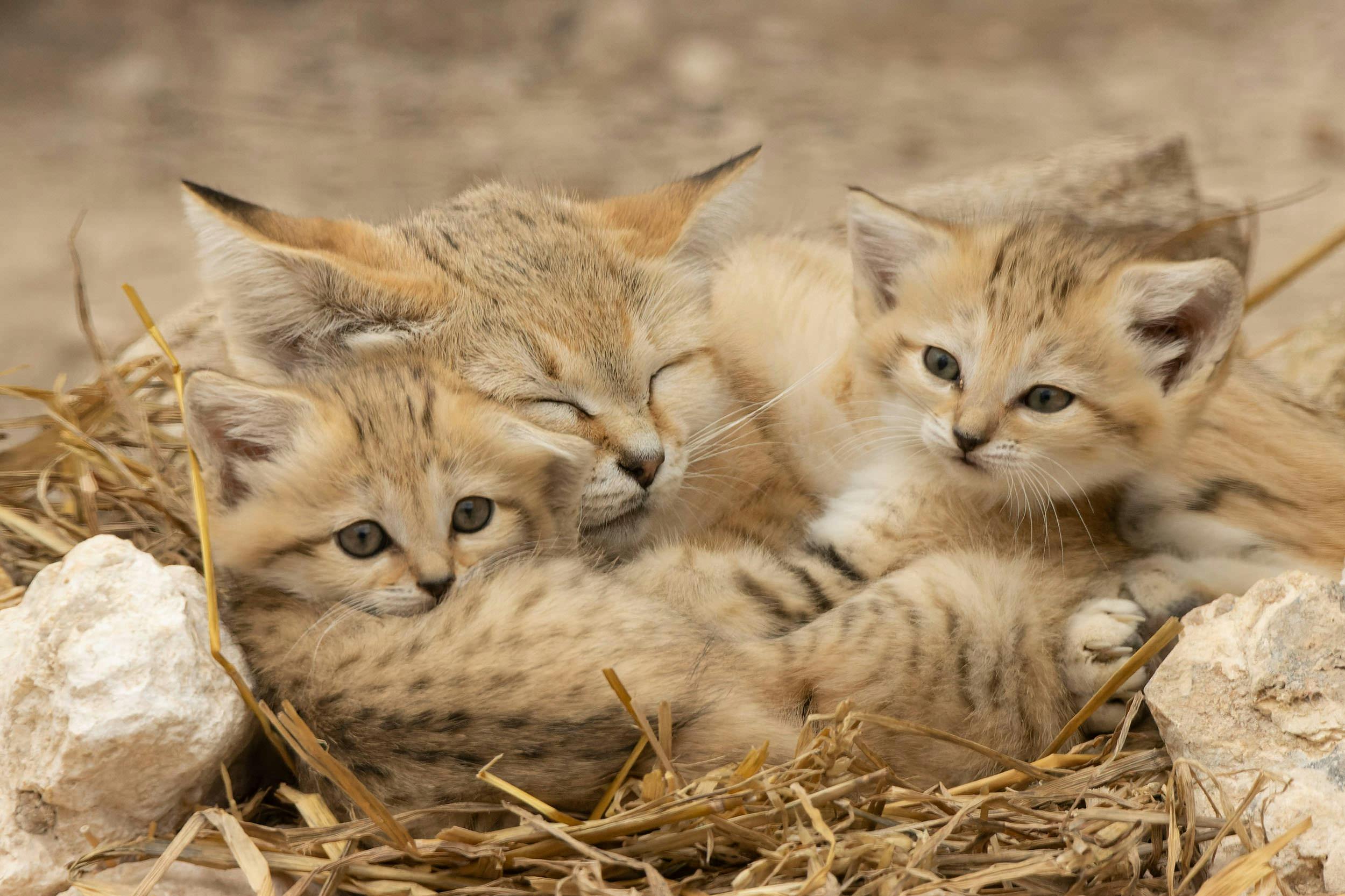 Chats des Sables