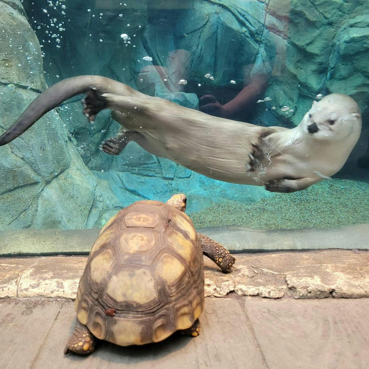 Downtown Aquarium Denver Tickets Tiqets