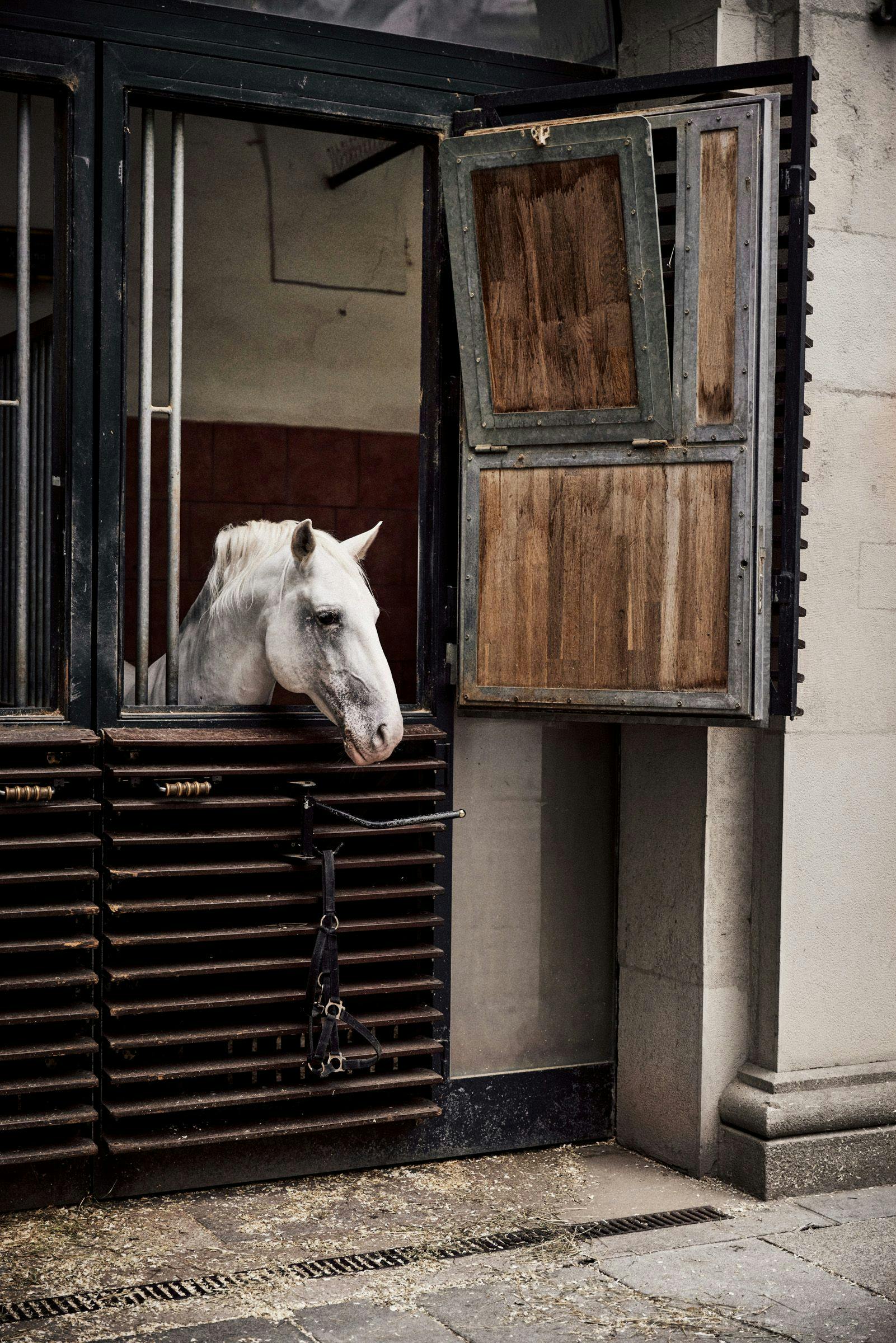 Bílý kůň vyhlíží ze stabilního okna s lehce otevřenými dřevěnými okenicemi.