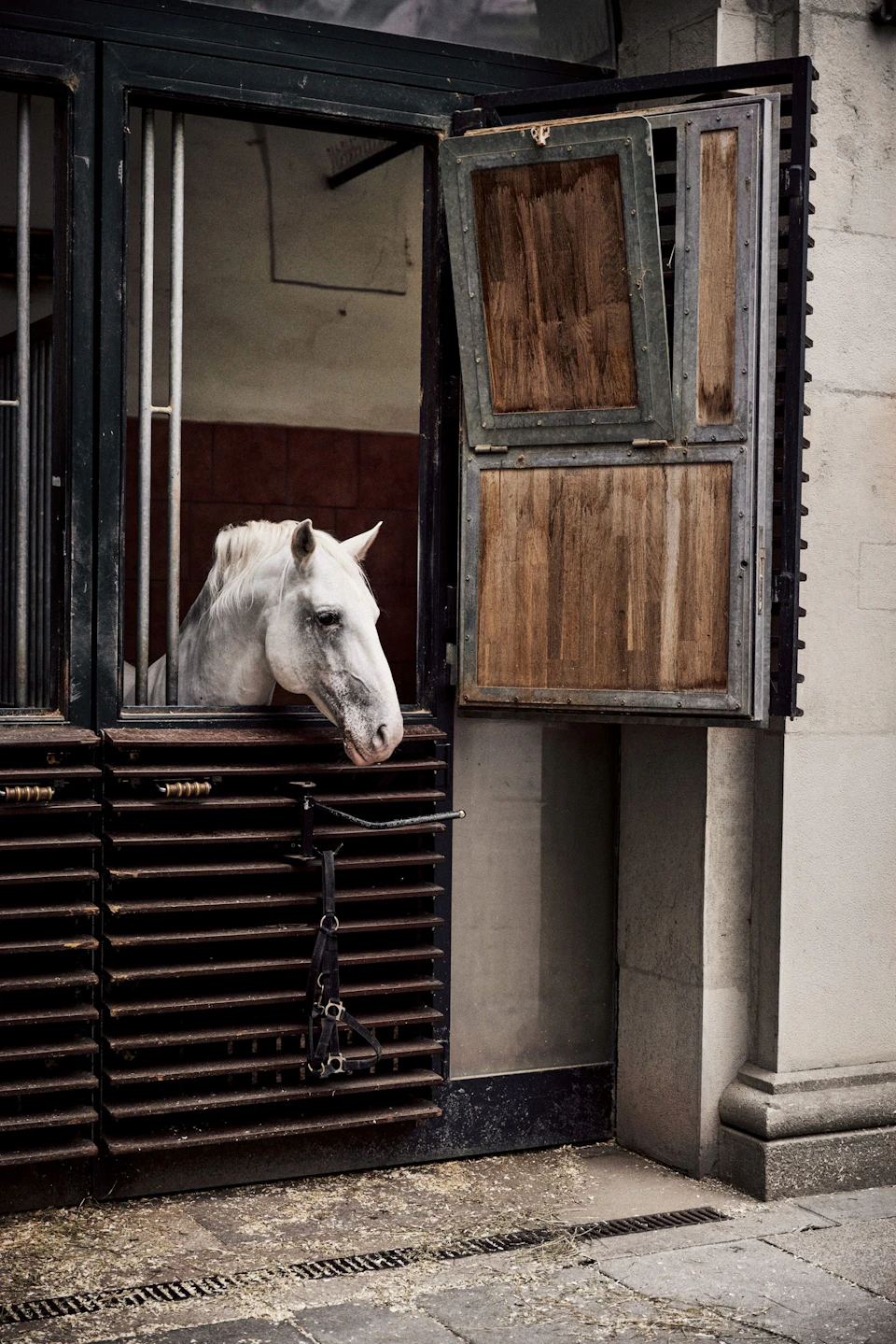 A white horse looks out from a stable window with wooden shutters slightly open.