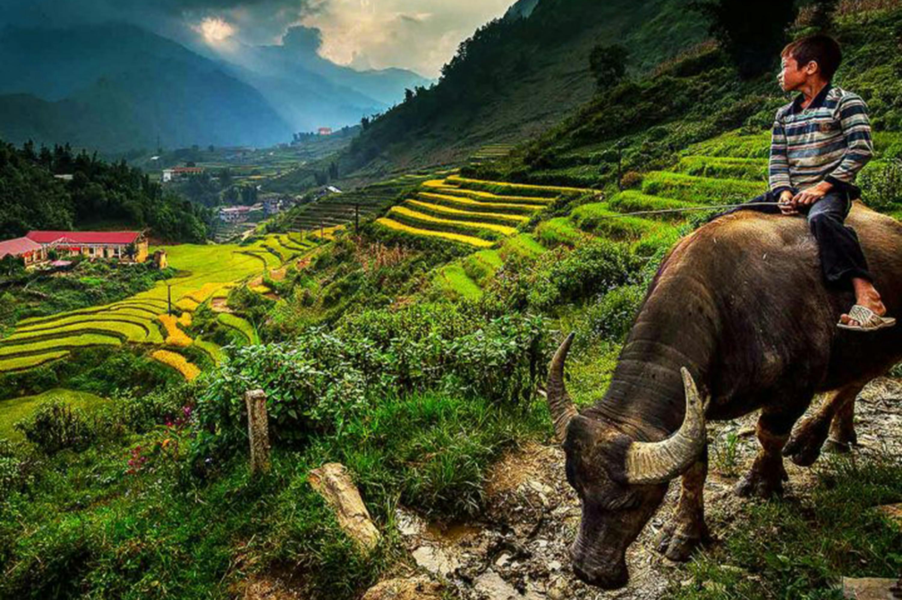 산과 흐린 하늘을 배경으로 울창한 계곡으로 내려가는 계단식 논 근처의 진흙길에 물소 한 마리가 서 있습니다.