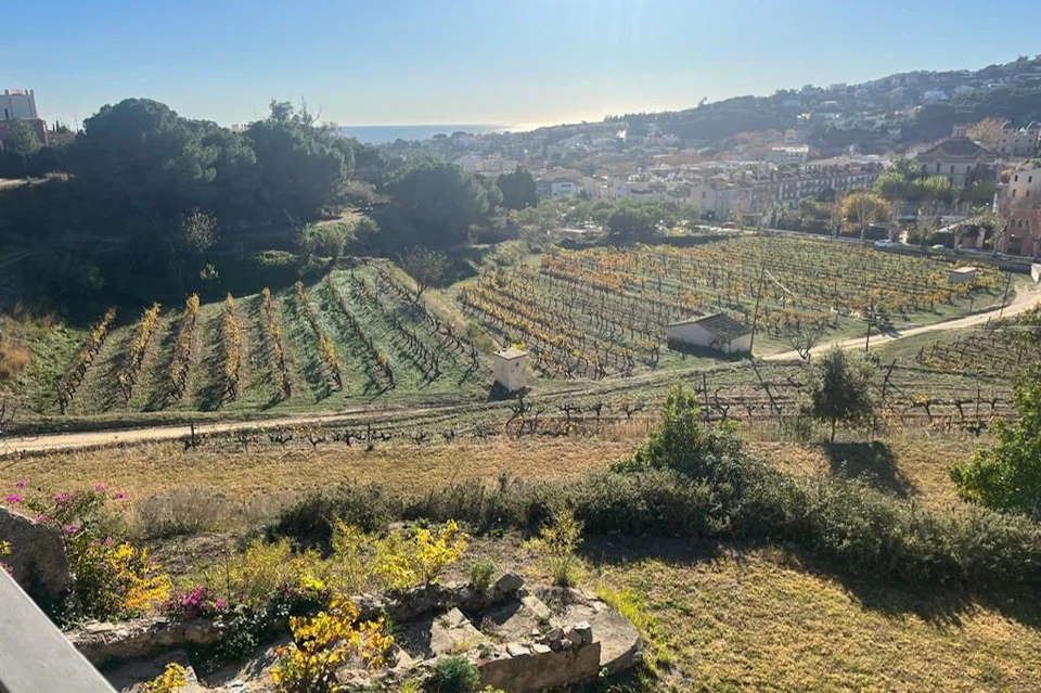 Vineyards