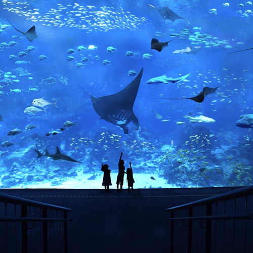 Entradas para el S.E.A. Aquarium™