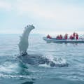 A humpback whale is tail slapping meters away from our specially designed RIB boat.