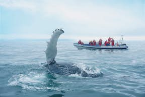 A humpback whale is tail slapping meters away from our specially designed RIB boat.