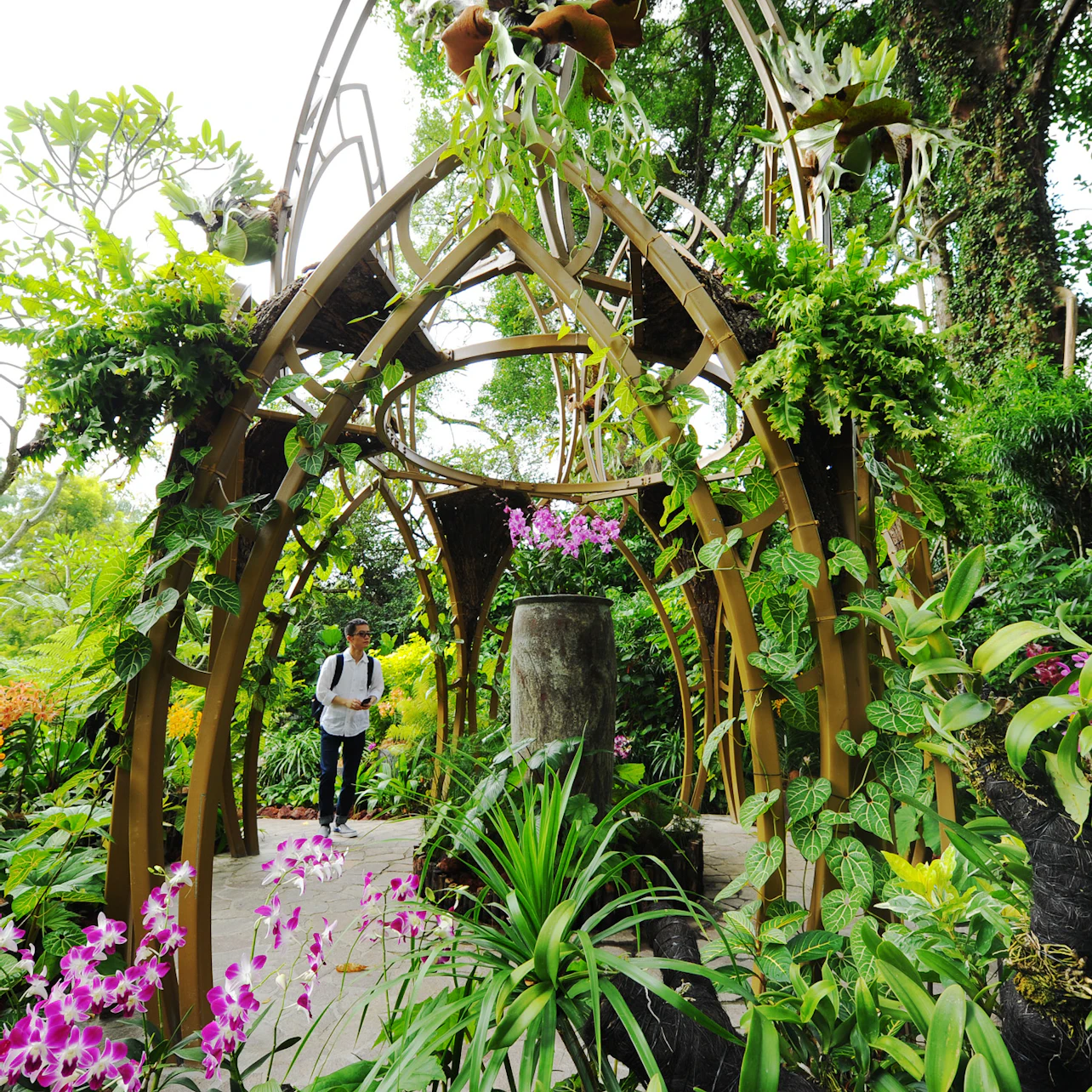 Singapore National Orchid Garden Tickets in Singapore β Tiqets