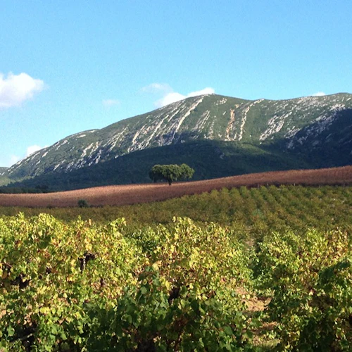 Arrábida e Sesimbra: Dia inteiro de visita ao vinho a partir de Lisboa + Prova de vinhos - Photo 5