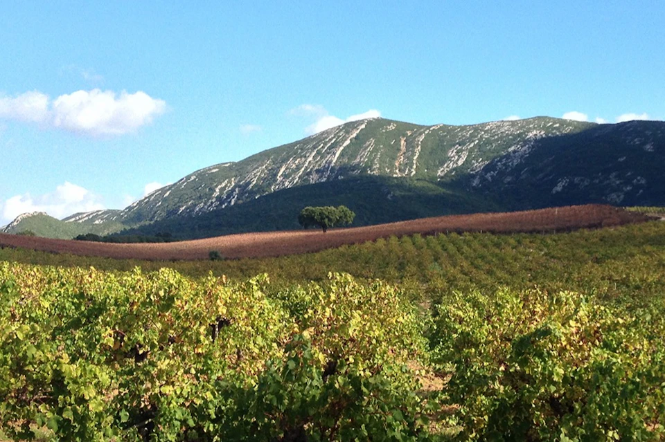 Arrabida vineyards landscape