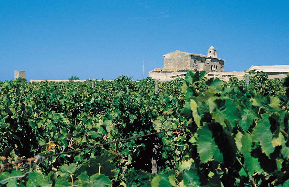 Lush green vineyard with an old stone building in the background under a clear blue sky.