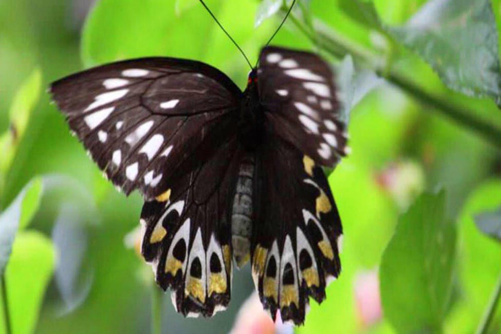 Tamborine Mountain Rainforest Skywalk