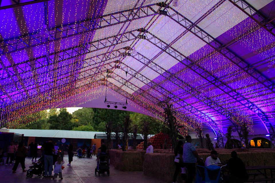 A large tent illuminated with purple and yellow lights, with people walking and hay bales arranged inside.