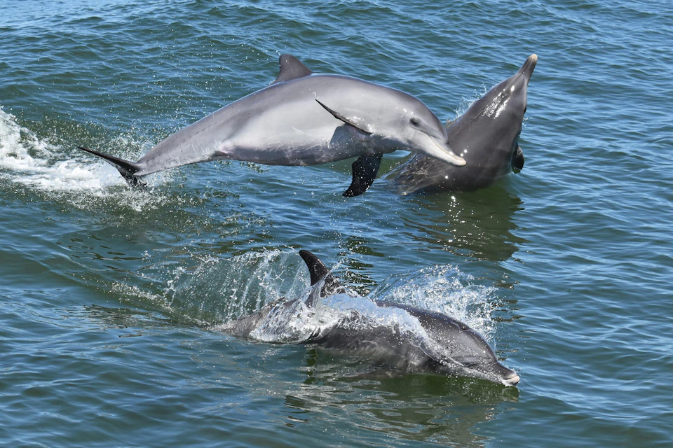 Indo-Pacific Bottlenose Dolphins