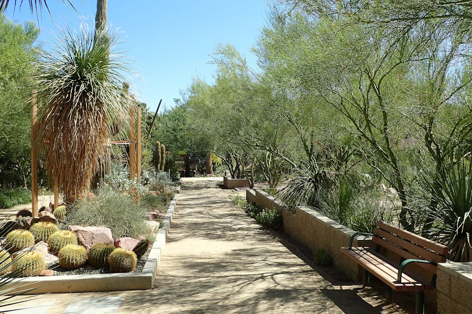 A desert garden walkway lined with various cacti, trees, and plants, with a bench on the right side under a clear blue sky.