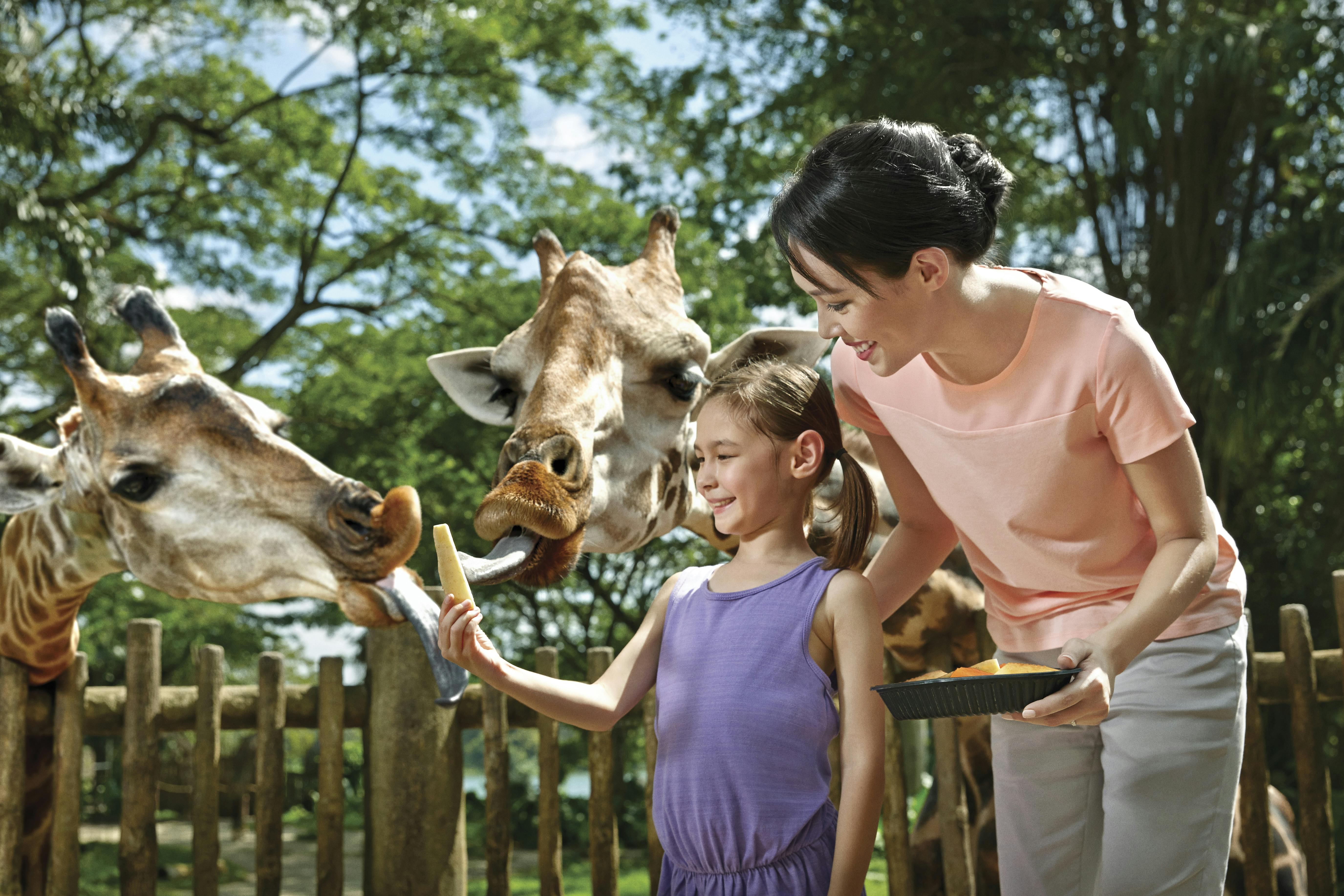 Dítě a dospělý krmí žirafu v zoo. Dítě podává žirafě jídlo, zatímco dospělý se usmívá. Stromy v pozadí.