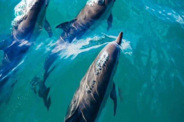 Περιήγηση στο Σπίτι των Δελφινιών Marsa Alam