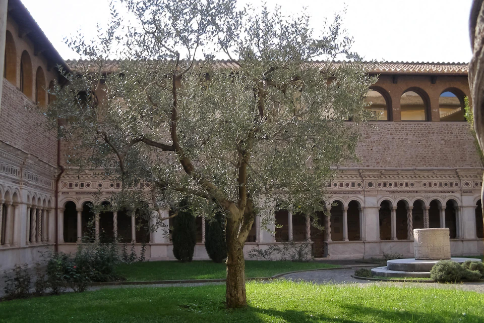 An olive tree in the center of a courtyard with arched colonnades in the background.