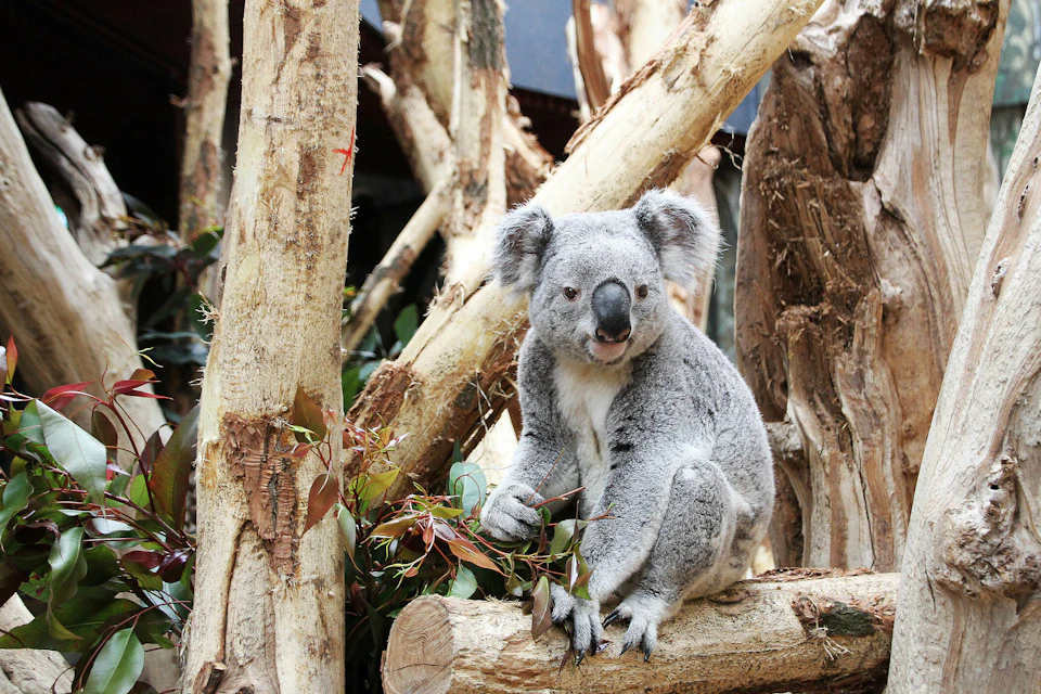 A koala sits on a tree branch surrounded by other branches and leaves.