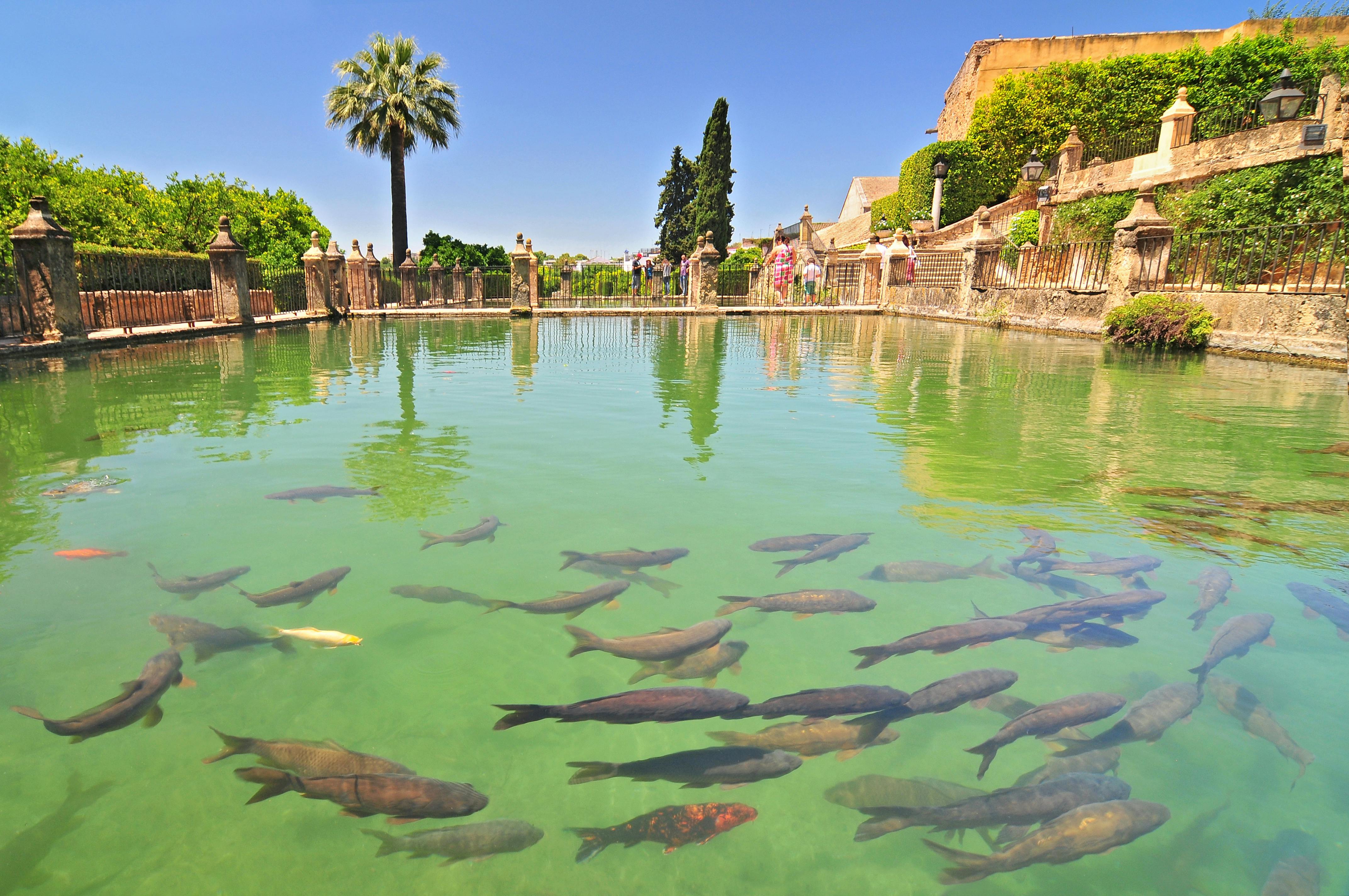 Large pond with numerous fish, bordered by a stone railing. Palm tree and people in the background under a clear blue sky.