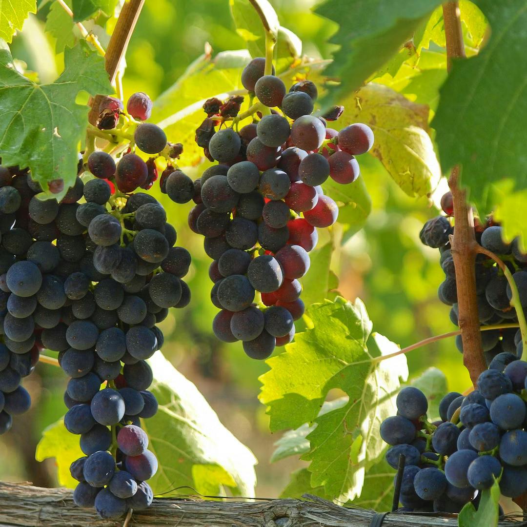 포도밭의 푸른 잎으로 둘러싸인 짙은 보라색 포도송이가 포도나무에 매달려 있습니다.