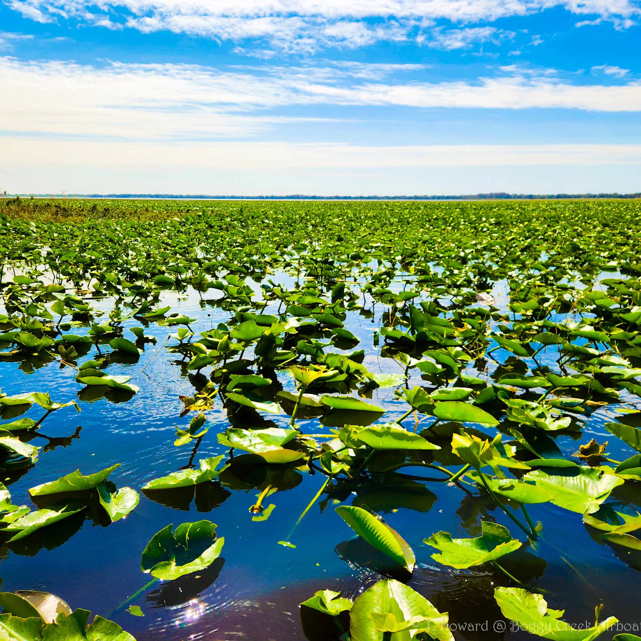 Kissimmee: 1-Hr Boggy Creek Everglades Airboat Tour in Kissimmee β Tiqets