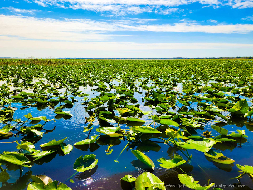 A vast expanse of water lilies on a calm lake under a bright blue sky with scattered clouds.