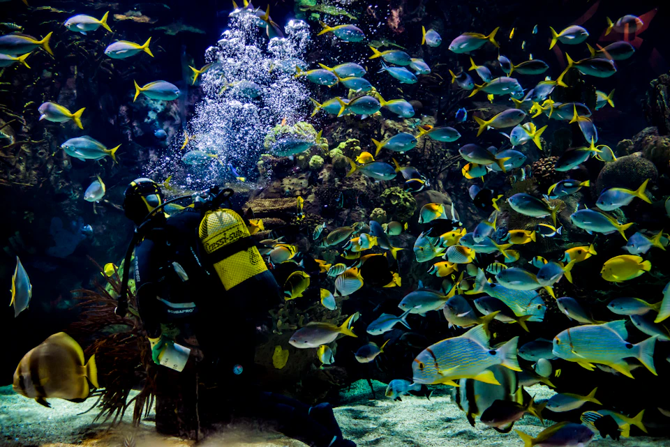 Diver in a dark wetsuit and yellow oxygen tank swimming among a large school of colorful fish in an aquarium.