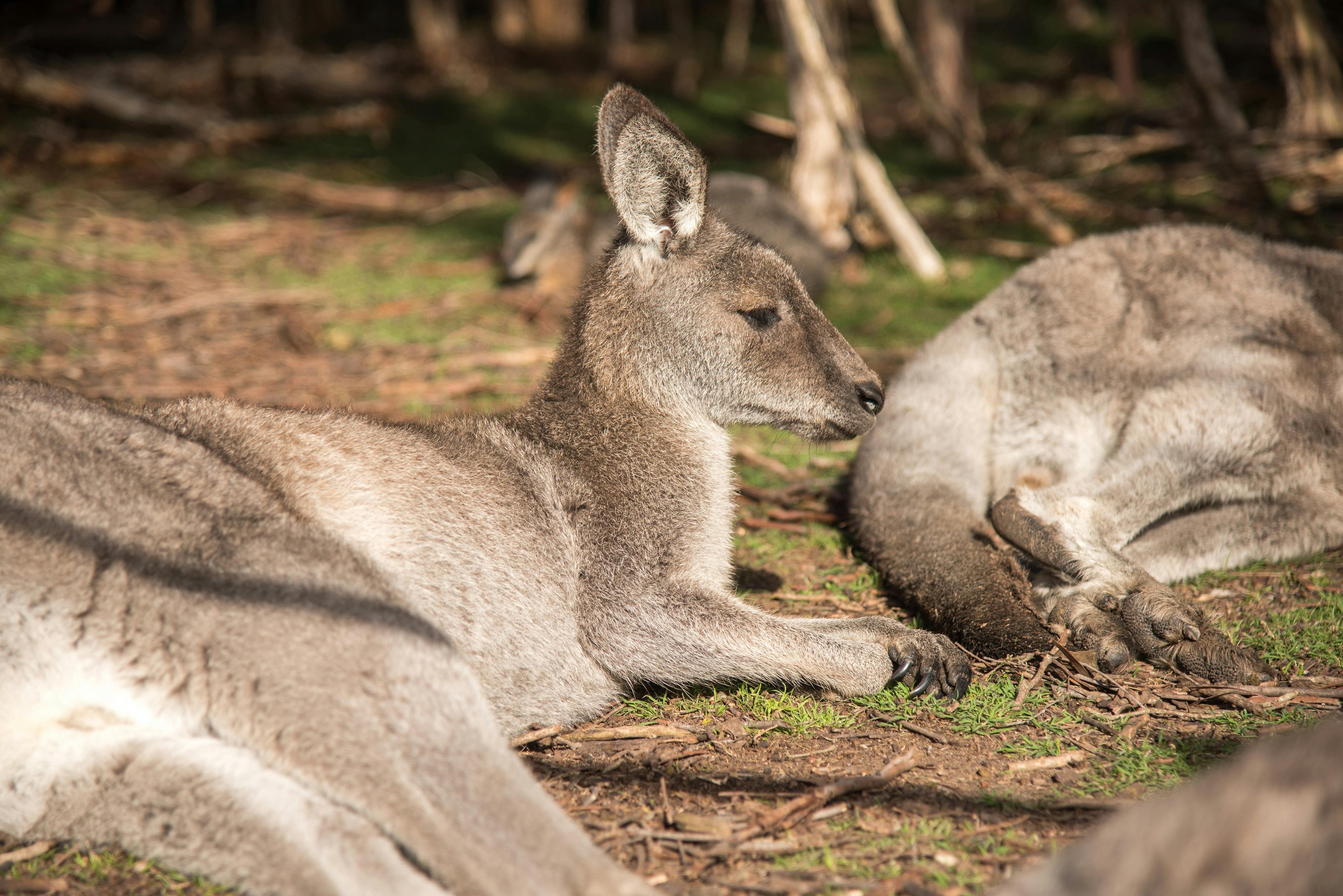A kangaroo lies on the ground, resting in a sunlit forest area with blurred branches and other kangaroos in the background.