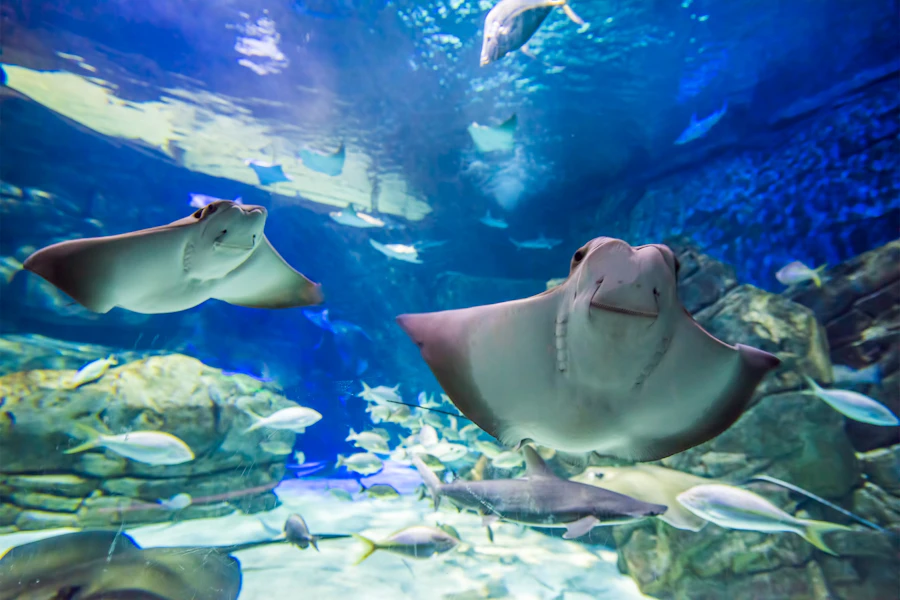 Toronto Ripley’s Aquarium of Canada Tickets