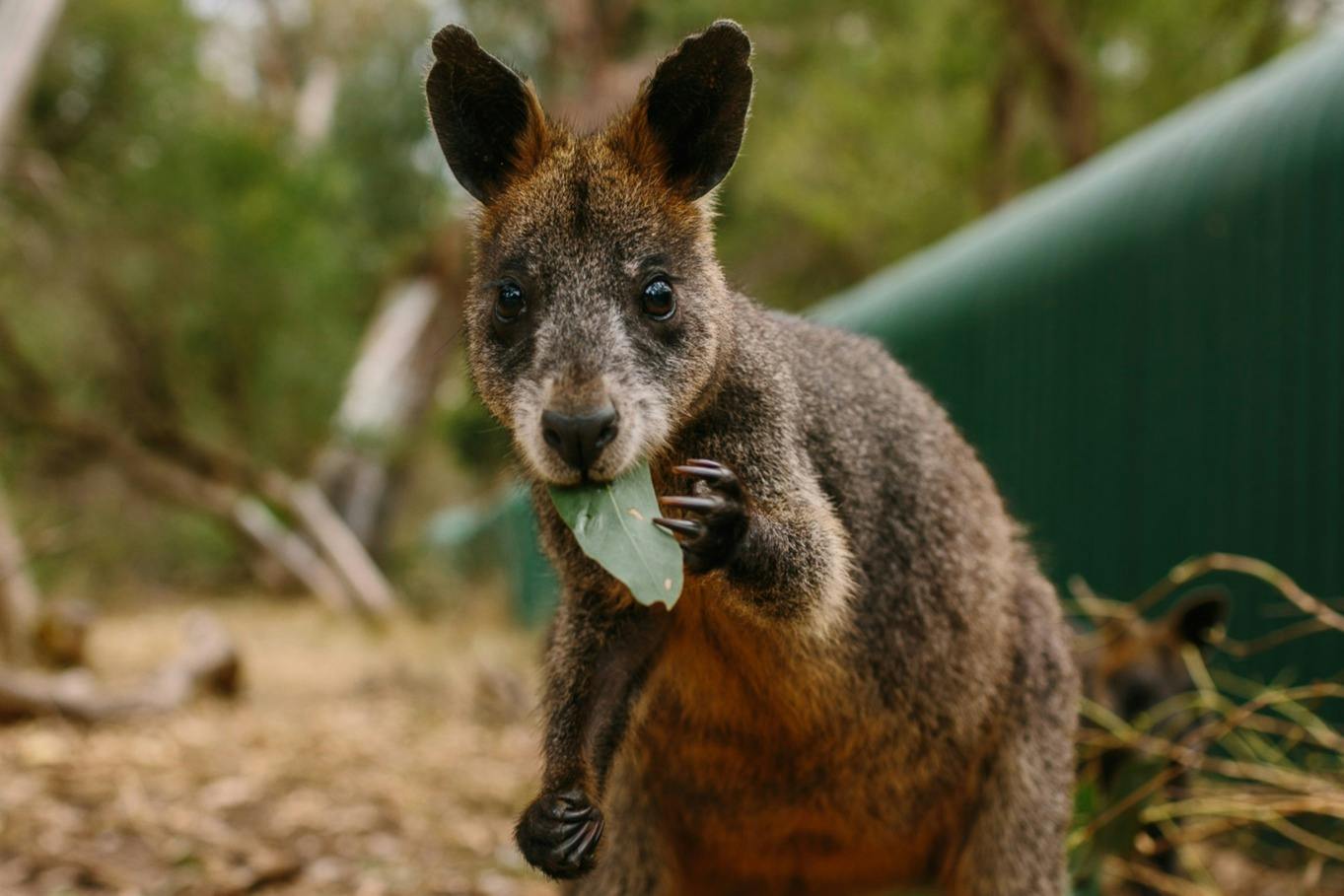 A wallaby holding and eating a leaf, with blurry vegetation and structural elements in the background.