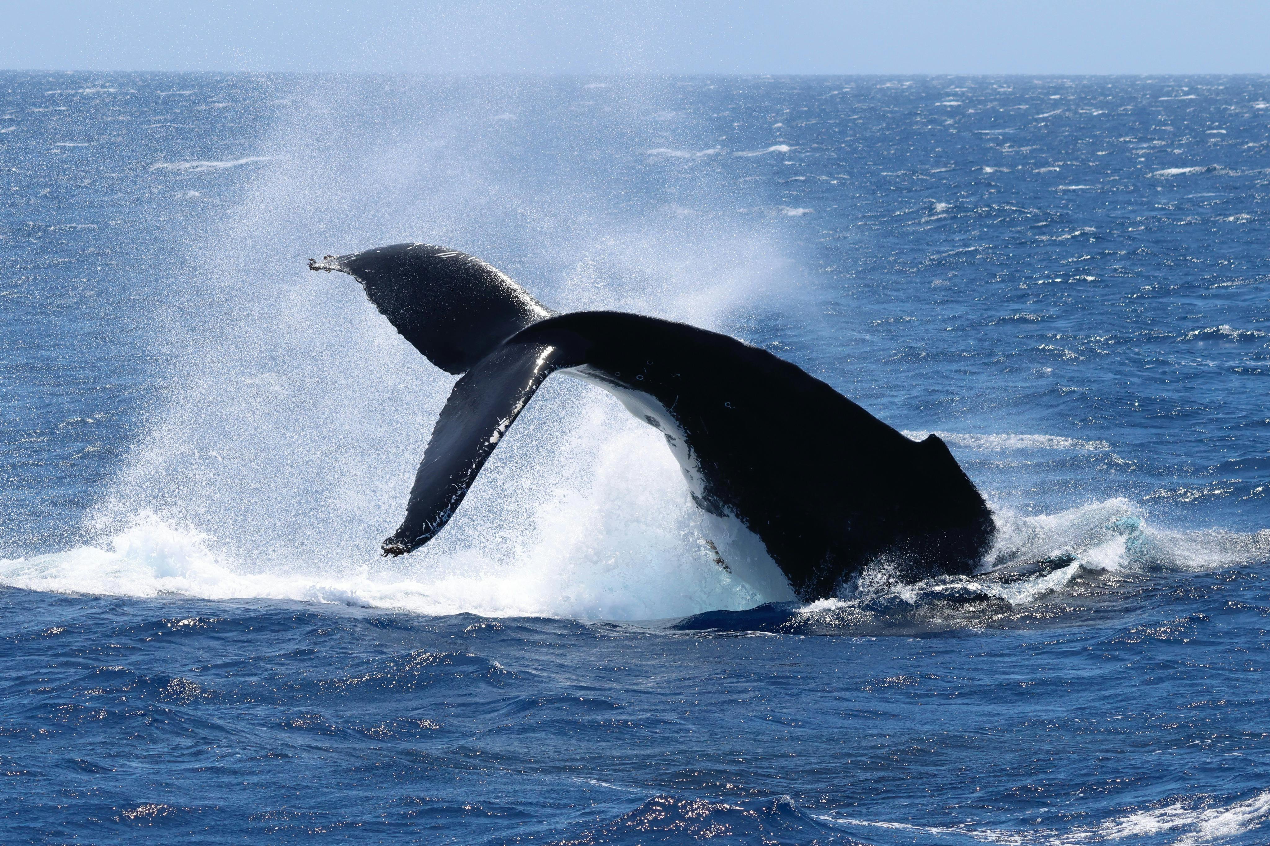Humpback Whale in Geographe Bay